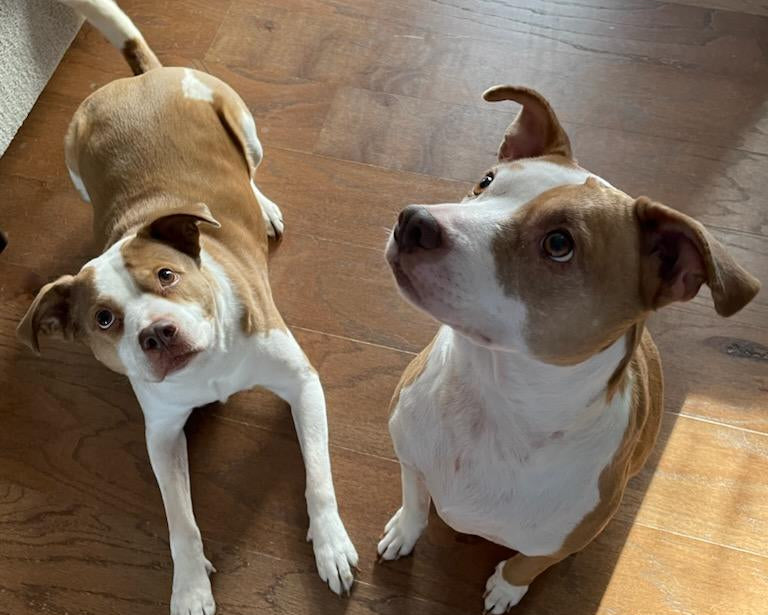 Two brown and white dogs sitting on a wooden floor.