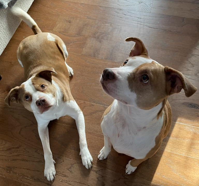 Two brown and white dogs sitting on a wooden floor.